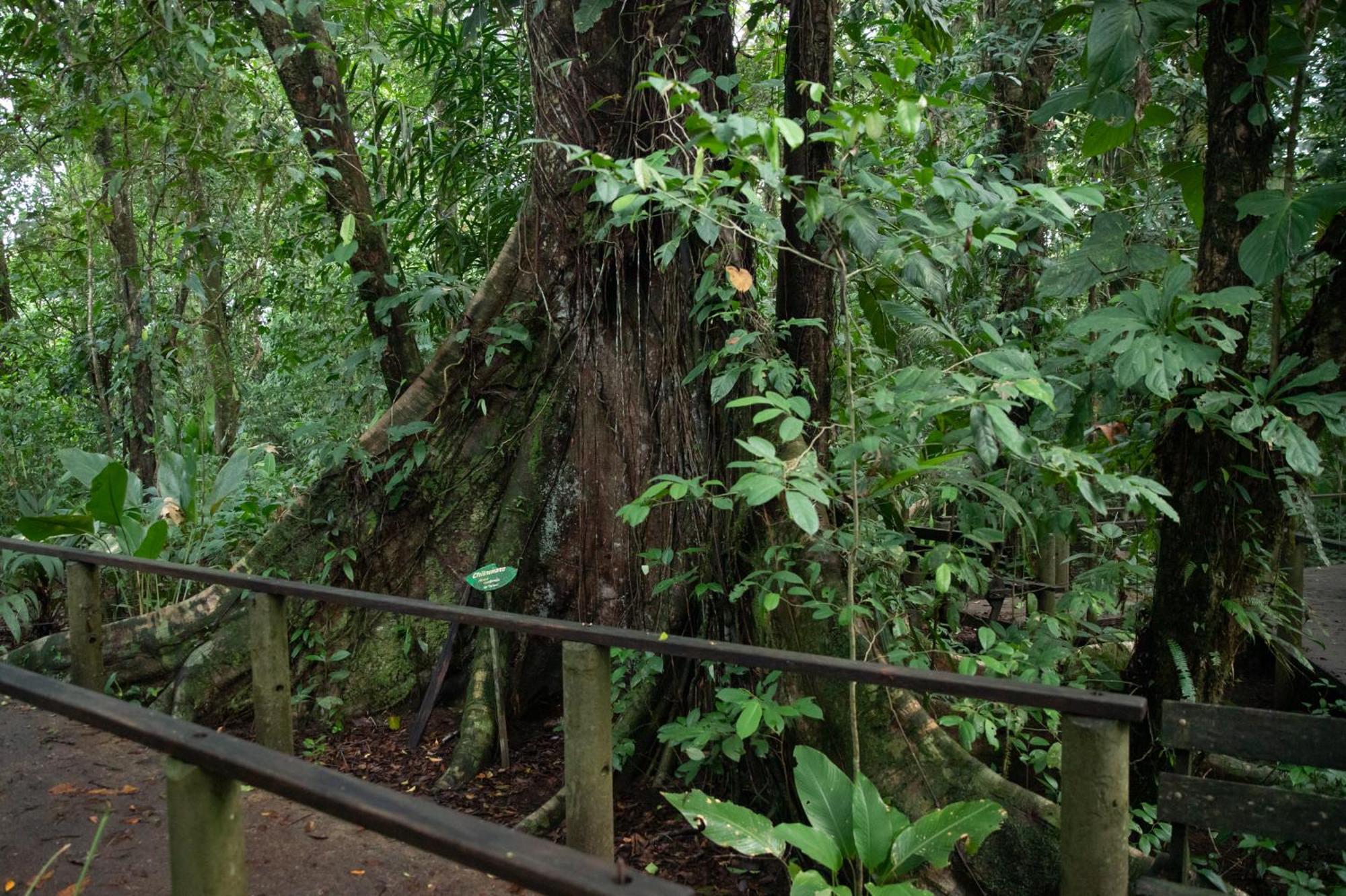Pachira Lodge Тортугеро Экстерьер фото